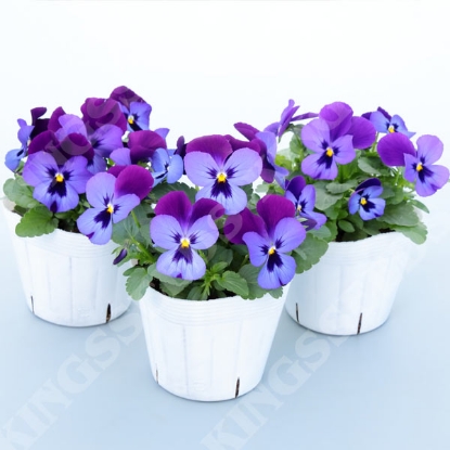 Picture of Viola - Grandissimo Blue Jeans F1